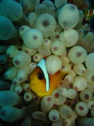 They are to cute to ignore... Taken in Egypt last month. by Steven Withofs 